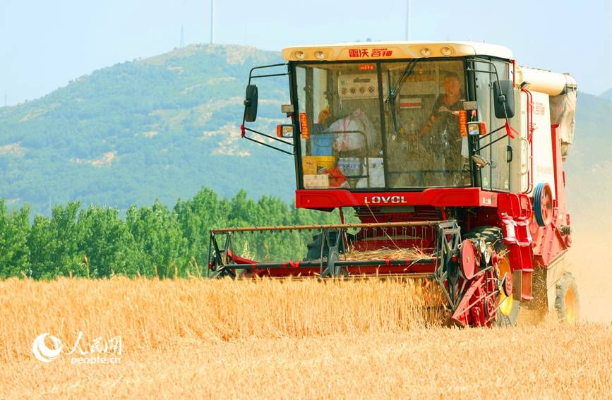 河南社旗：小麦开镰收割忙