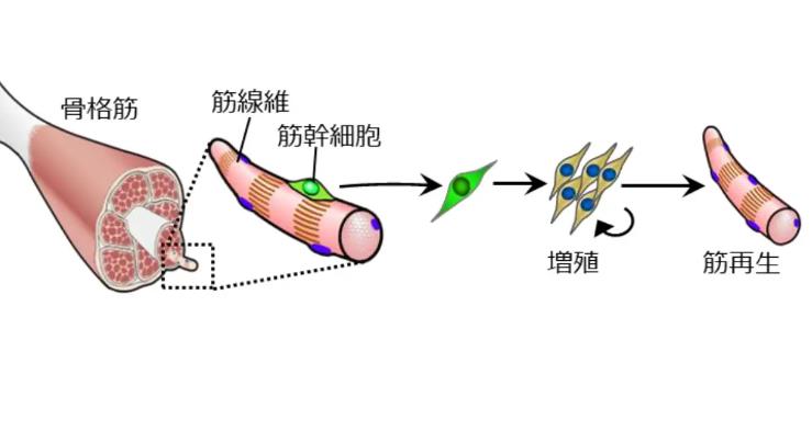 新研究发现骨骼肌干细胞形成肌肉的“开关”