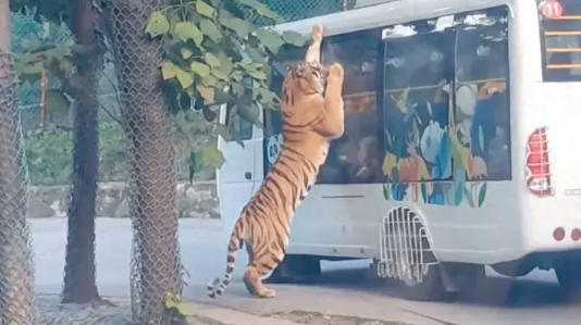 老虎“突袭”动物园观光巴士，现场游客惊慌失措，安全意识不容忽视！