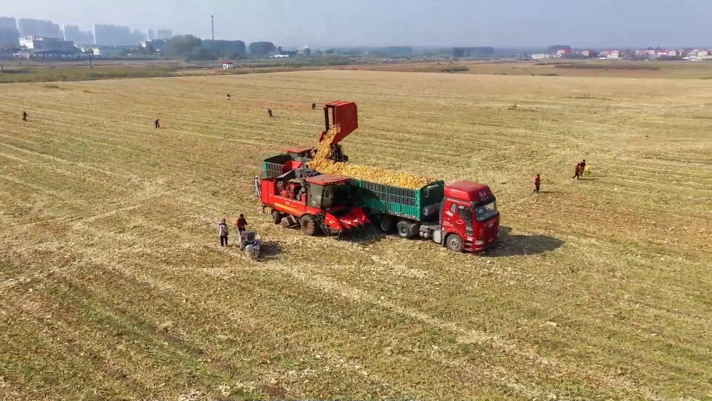 种一季变收两季 高标准农田助力农业增效农民增收