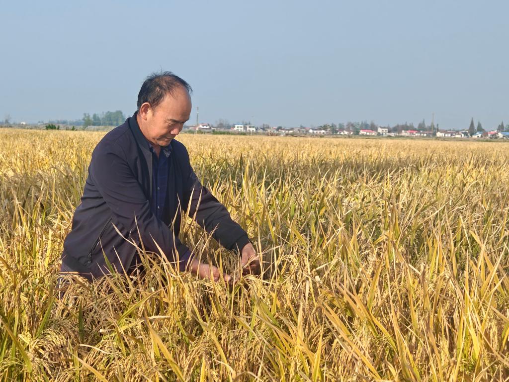 这场丰收不容易——秋收时节走进华容团洲垸