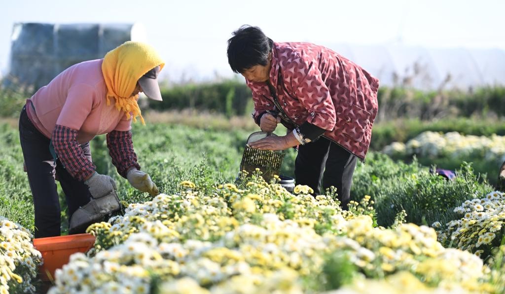 江苏射阳：菊花采收忙