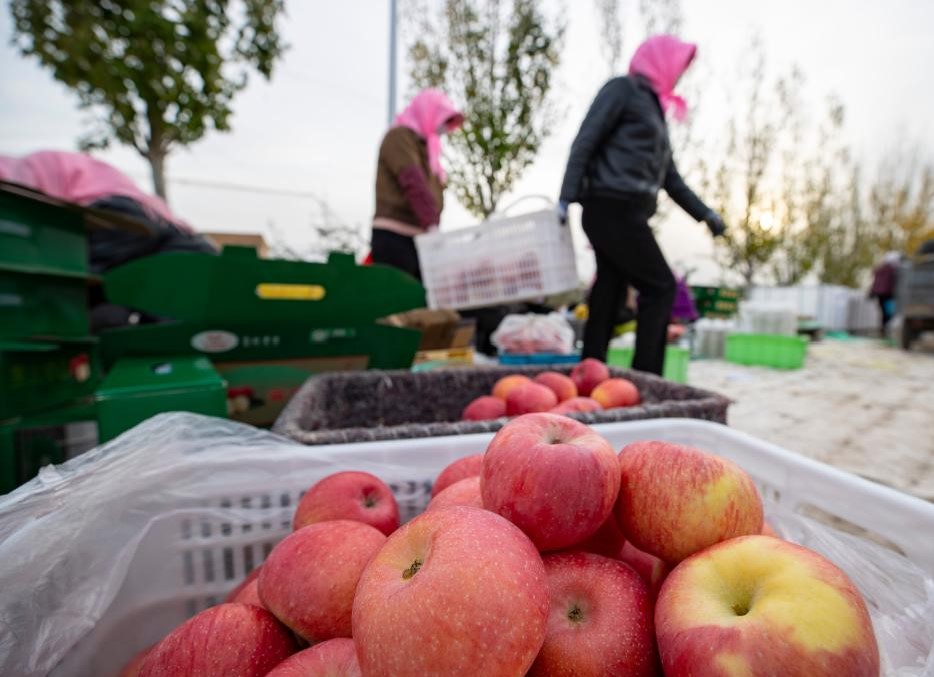 宁夏红寺堡：苹果产业助力乡村振兴