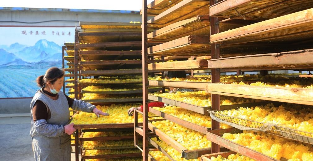 山东新泰：立冬时节采菊忙