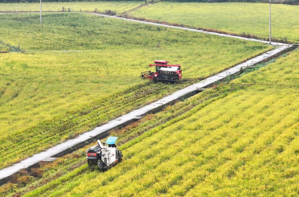 重庆垫江：再生稻迎丰收