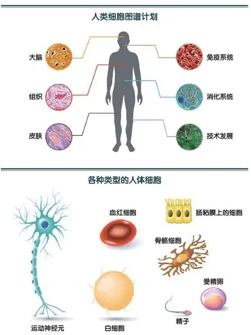 人体已知类型细胞图谱草图绘成