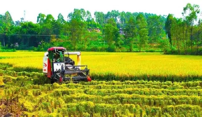 秋收秋种近尾声 全年粮食产量有望迈上新台阶