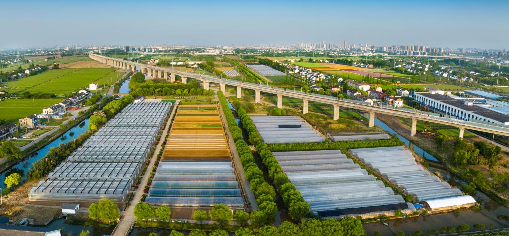 江苏省张家港市杨舍镇善港村：“以农兴村”闯出致富路