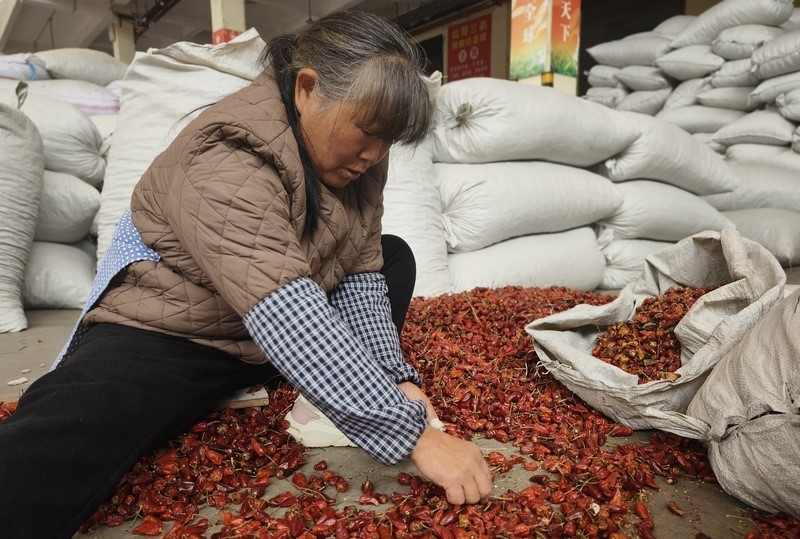 黔北小辣椒 “辣”动致富大产业