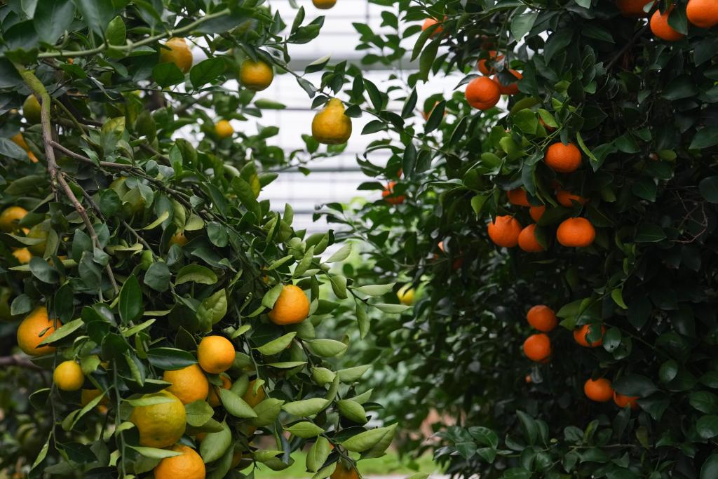 浙江台州：黄岩蜜橘的“裂变”