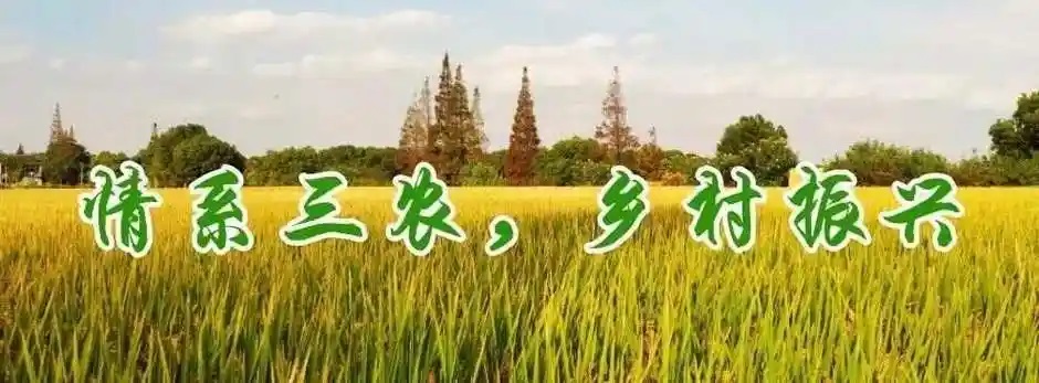 农业更高效 乡村更美好——2024，喜看“三农”新图景