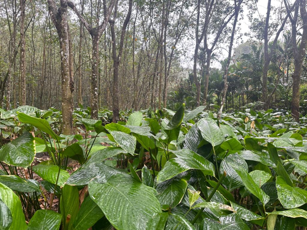 海南：林下种出“金”产业