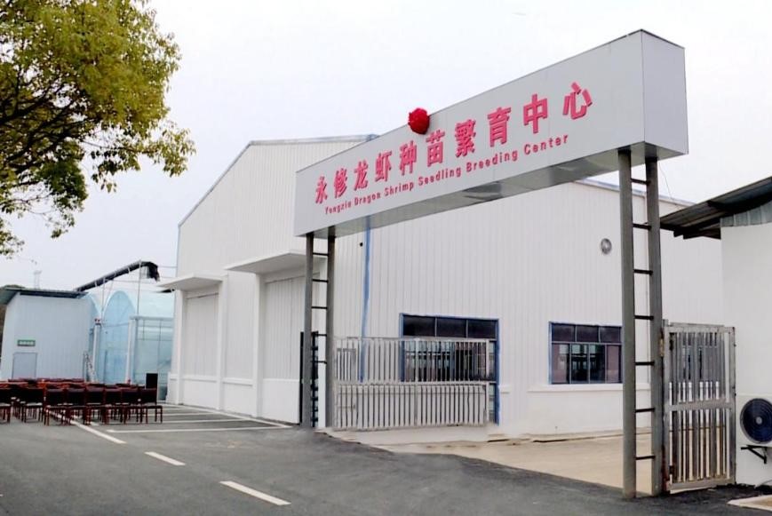 江西永修：科技赋能虾苗繁育 小龙虾走向全季养殖