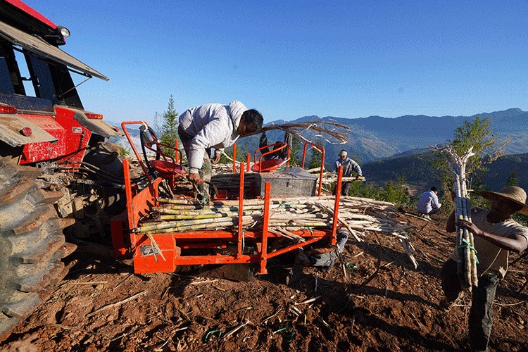 海南：推动甘蔗产业提质增效