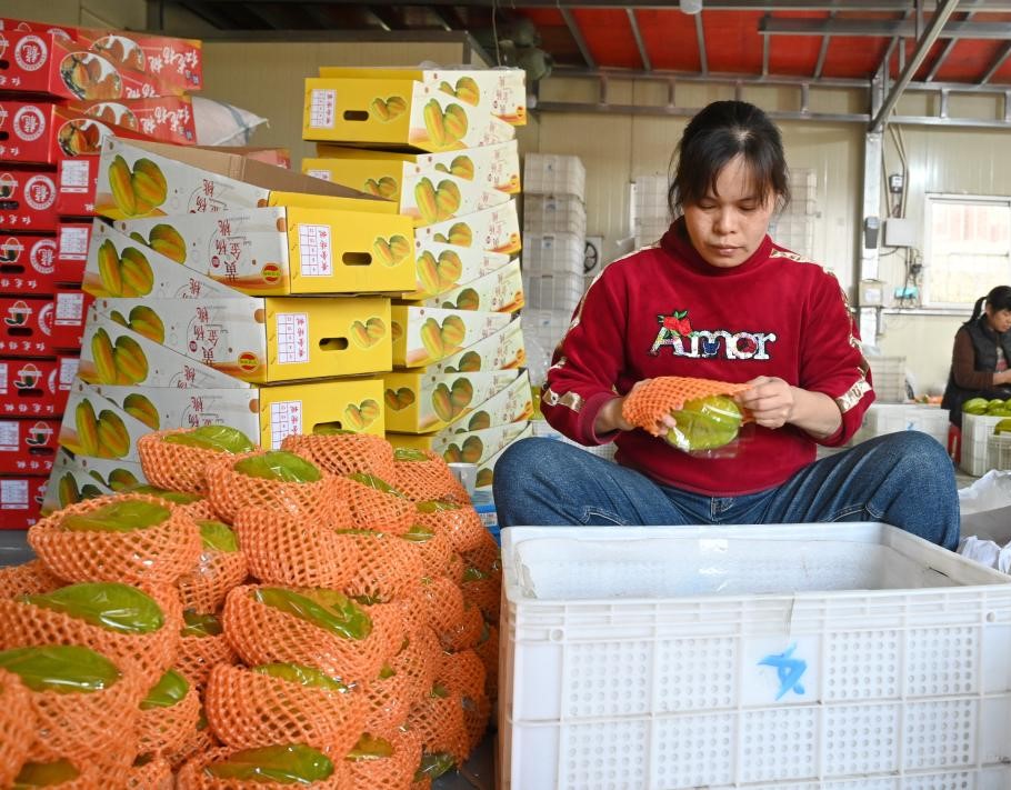 福建云霄下河村迎来杨桃丰收季