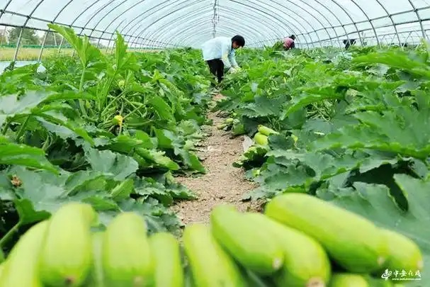 三产融合，蔬菜产业助增收