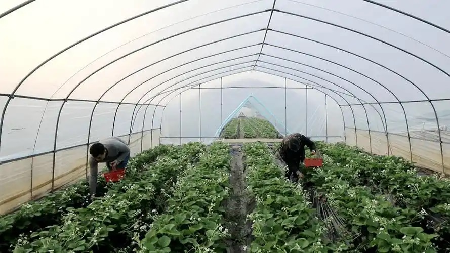 湖南双牌：草莓上市热销 带动周末就近采摘游