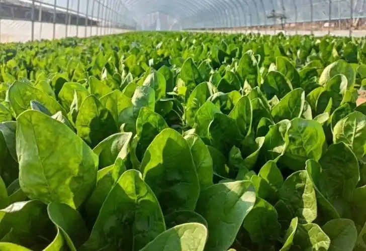 吉林汪清县：蔬菜大棚“种”出乡村振兴好风景