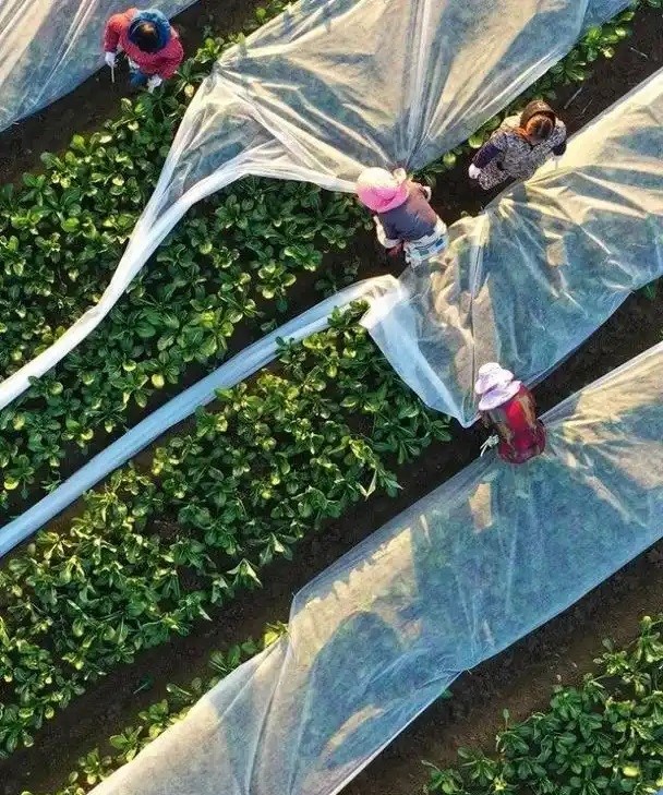 蔬菜应对寒潮生产技术指导意见