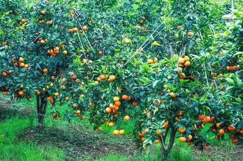 沃柑飘香“丰”景好 乡村振兴产业旺