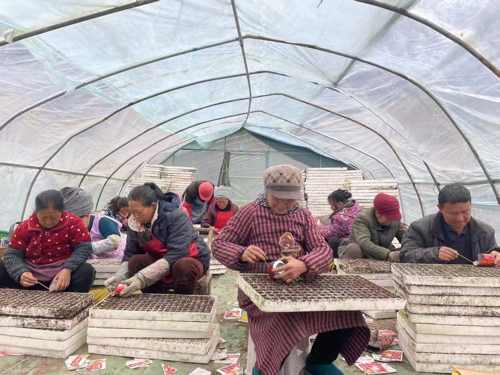 科技育苗助春耕 辣椒映红产业路