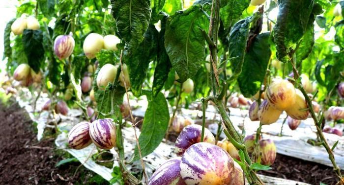 甘肃民勤：戈壁滩上的“中国人参果之乡”