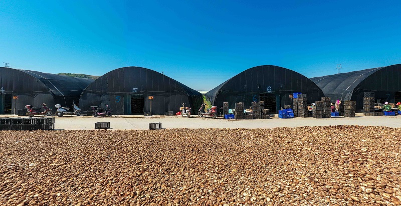 枣木香菇      乡村富民“良方”