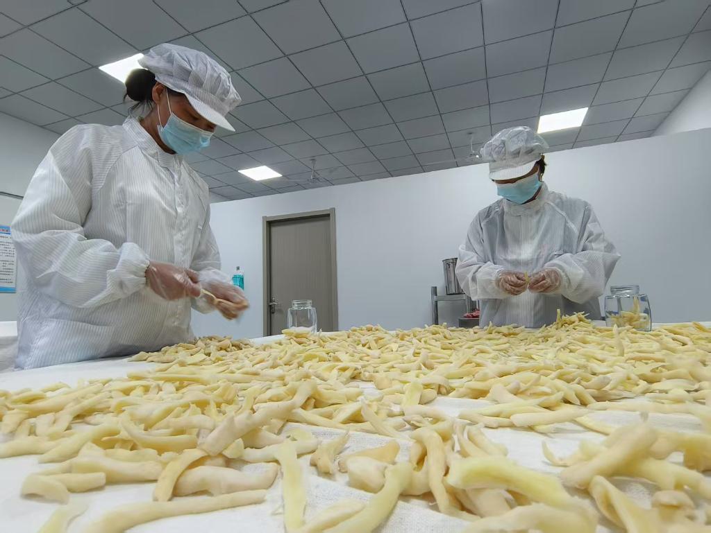 白姜-----让农民增收有了新“密码”