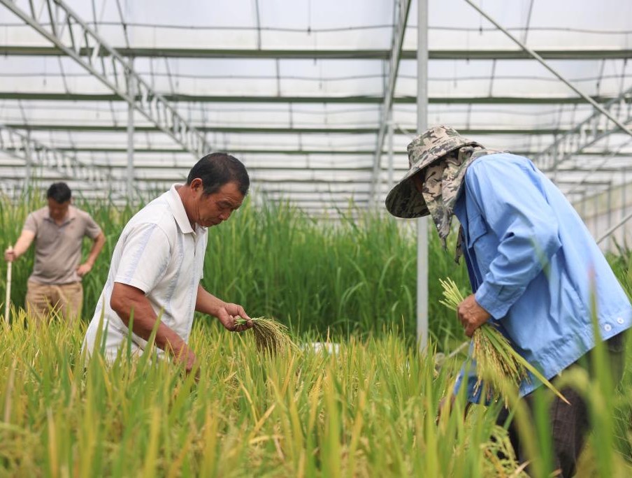 海南三亚：“太空种子”迎来收获季