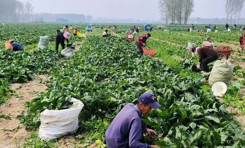 千亩菠菜迎丰收 产业振兴正当时