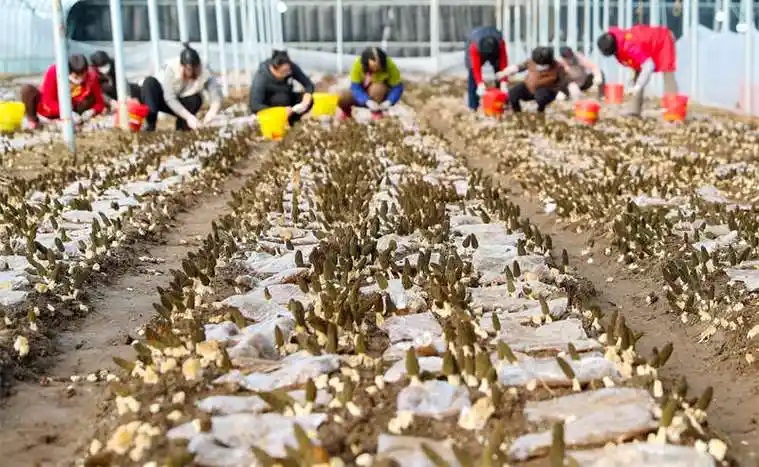 小小羊肚菌撑起乡村振兴“致富伞”