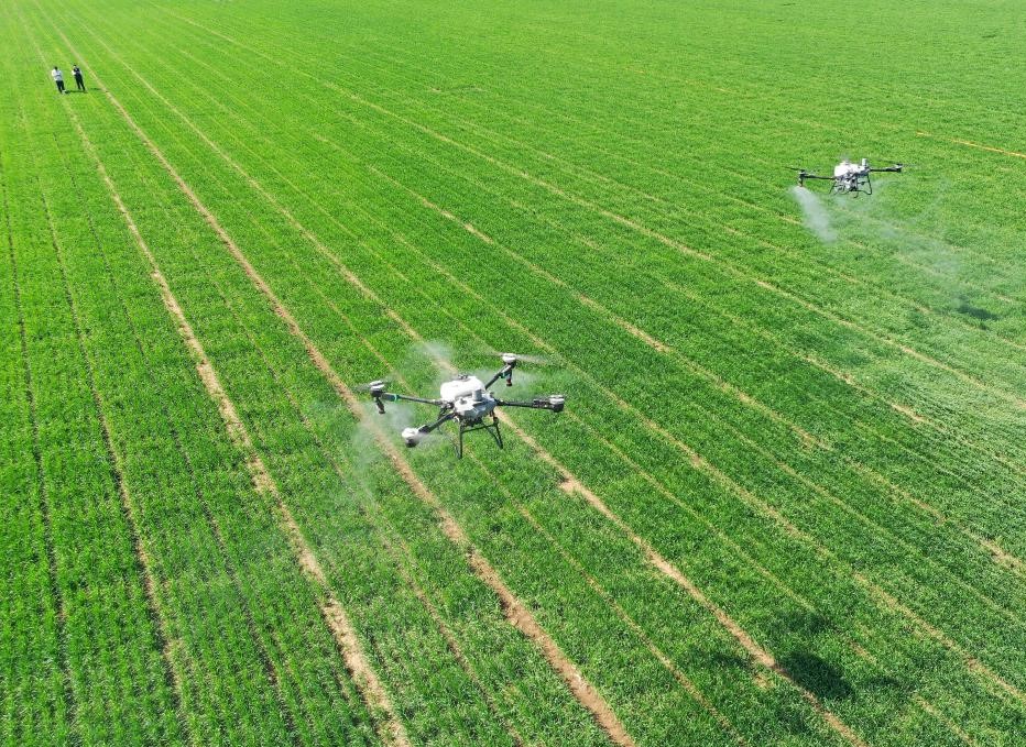 山东即墨：麦田春管忙