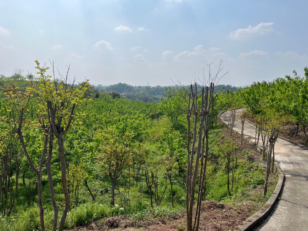 徐浩铖：青春织就桑蚕“致富梦”