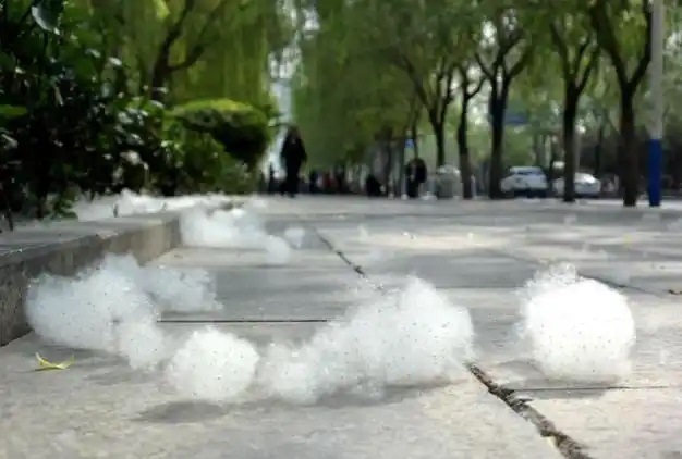 又“飘雪”了！飞絮困扰怎么治？