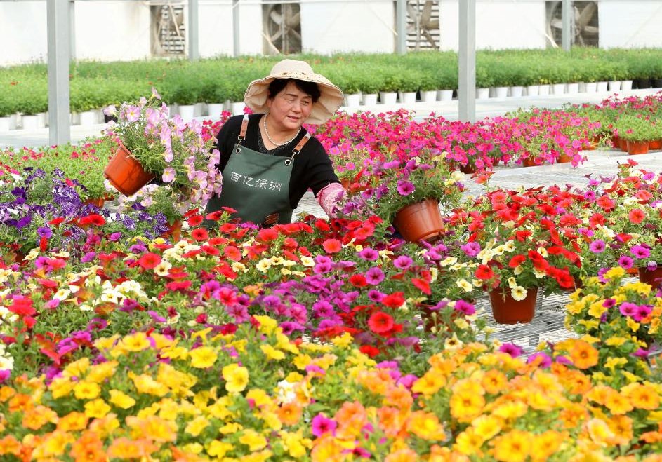 “花卉经济”赋能乡村振兴
