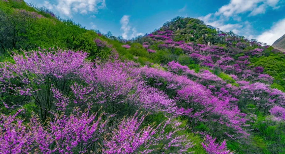 万亩紫荆盛开