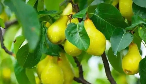 一颗雪梨串起亿元级产业链