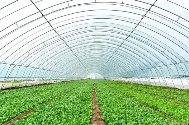 特色产业“遍地开花”　乡村振兴“枝繁叶茂”