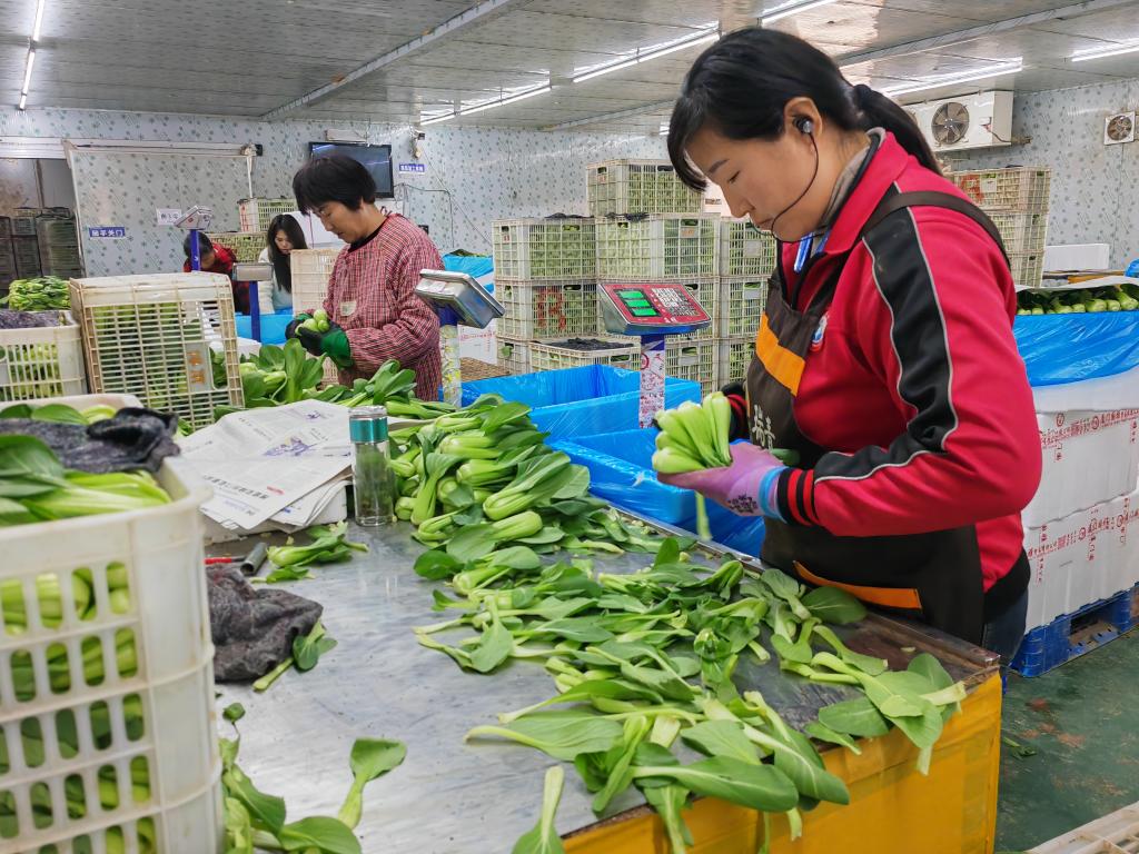 夏到齐鲁菜篮鲜——山东蔬菜产业发展见闻