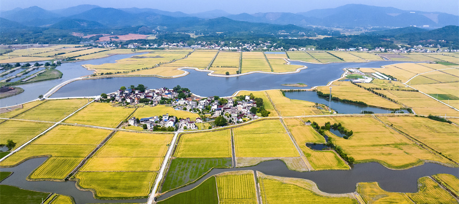 风吹麦浪 “丰”景如画