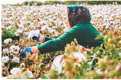 感受一朵棉花背后的喜怒哀乐