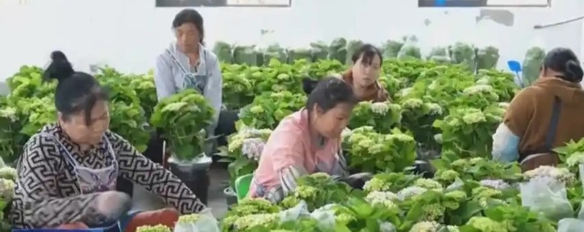 鲜花颜值变为经济产值 “农文旅+智慧农业”奏响乡村振兴“奋进曲”