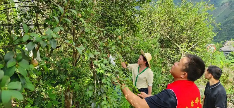 林下生“金”探新路 深山药香助振兴