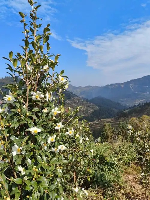 “小茶苗”育出乡村振兴新希望