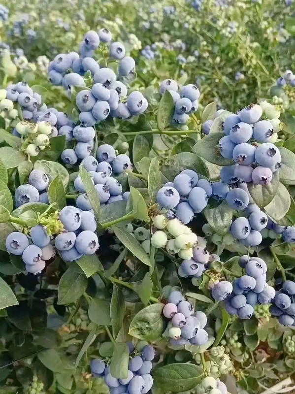 “小”产业撬动“大”消费 江西赣县激发农旅融合新动能