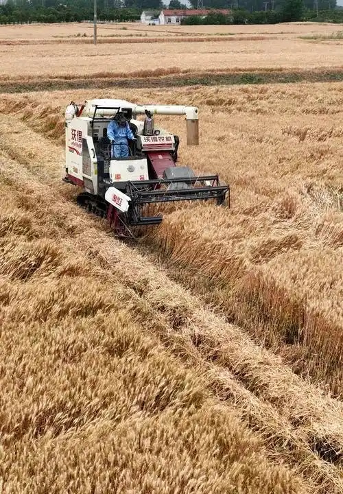 全国“三夏”大规模小麦机收全面展开