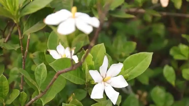 小小栀子花结出乡村振兴“致富果”