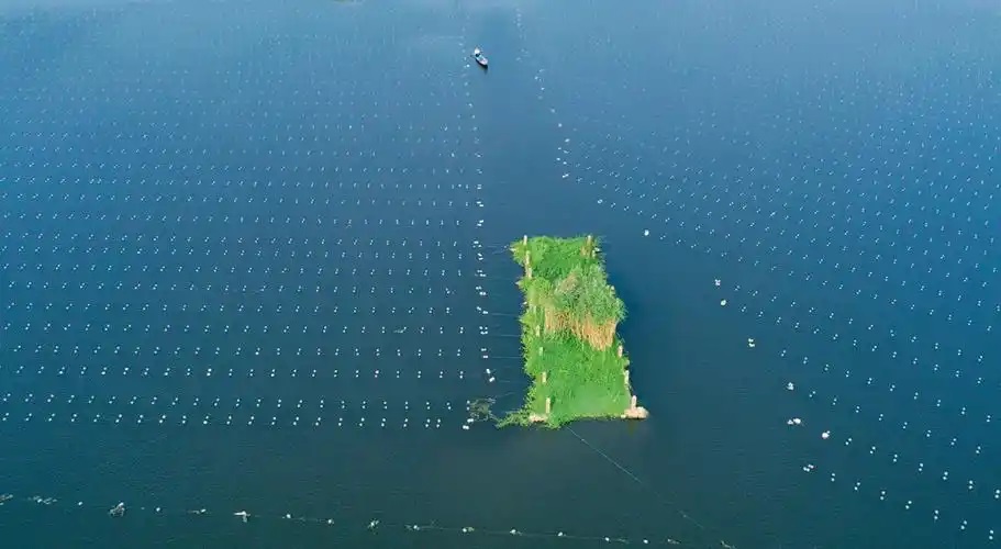 沙地孕育“黑珍珠” 产业振兴新引擎