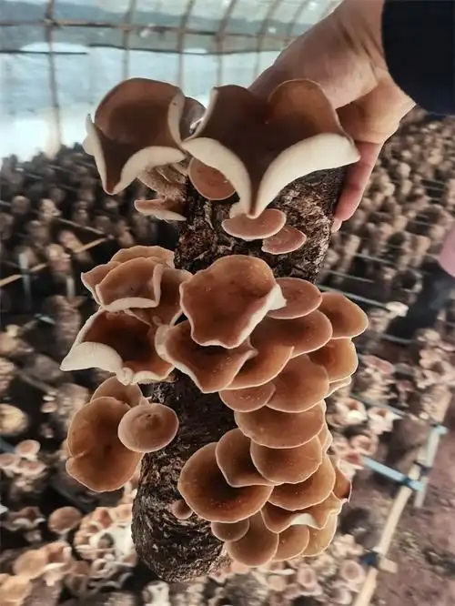 “小空间”培育生态富民“大产业”