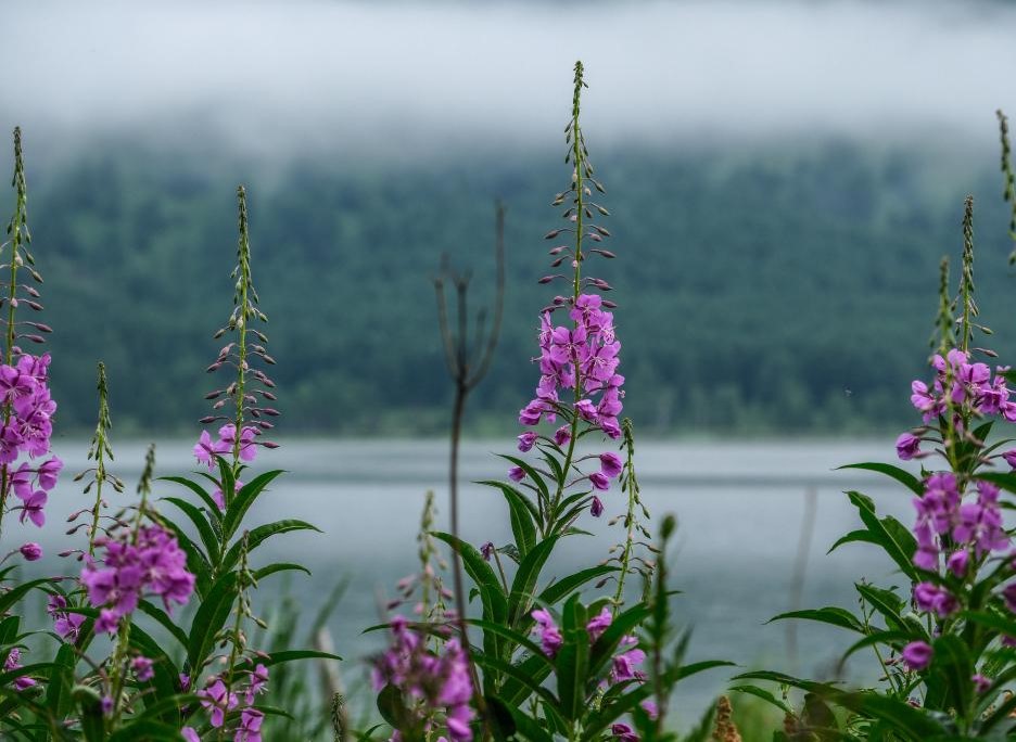 晨雾中的乌苏浪子湖
